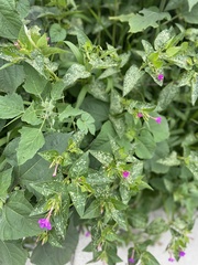 Mirabilis jalapa