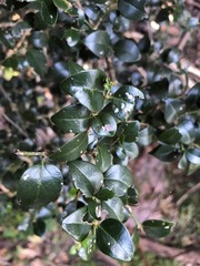 Psydrax odorata buxifolia