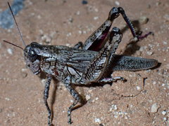 Melanoplus splendidus