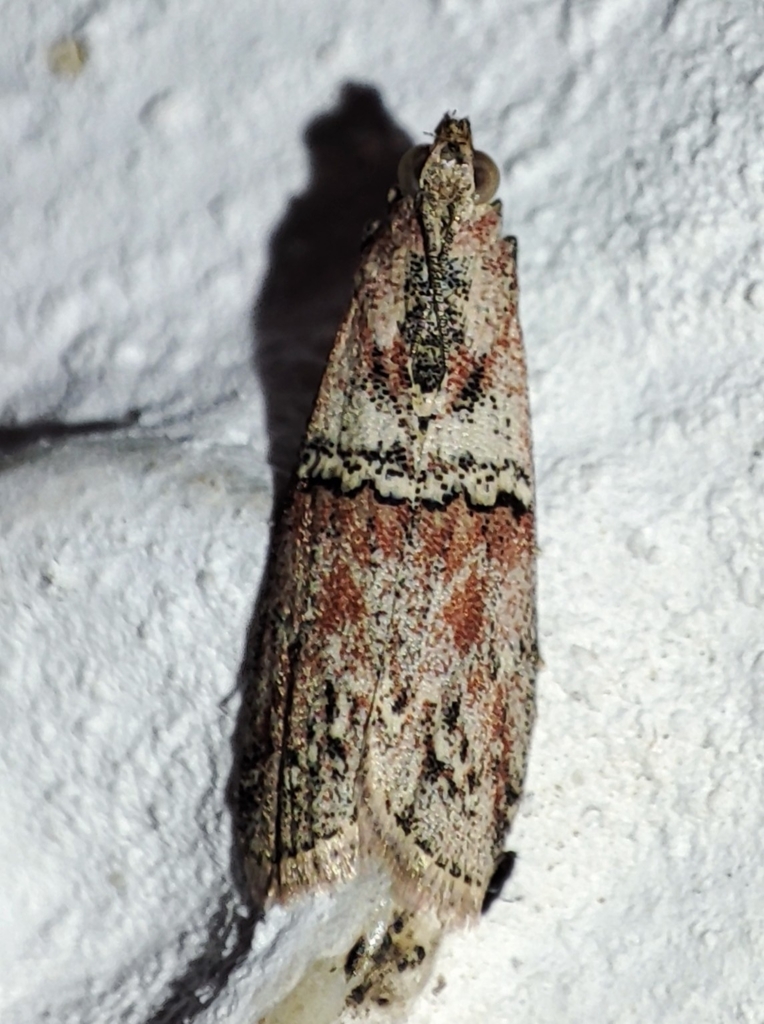 Merulempista cingillella