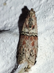 Merulempista cingillella