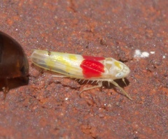 Eratoneura osborni