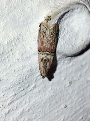 Merulempista cingillella