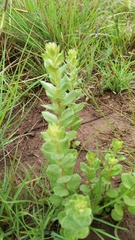 Combretum hereroense