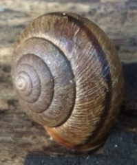 Helminthoglypta exarata