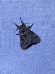 Dasychira plagiata