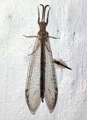 Neuroleon