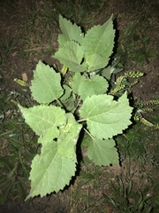 Cyclachaena xanthiifolia