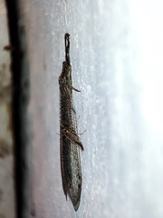 Neuroleon
