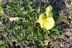 Oenothera triloba