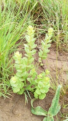 Combretum hereroense