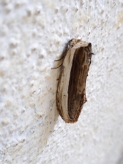 Truncaptera truncata