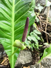 Anthurium halmoorei