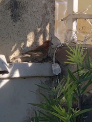 Haemorhous mexicanus