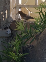 Haemorhous mexicanus