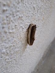 Truncaptera truncata