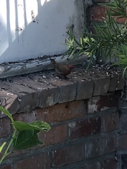 Haemorhous mexicanus