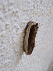 Truncaptera truncata