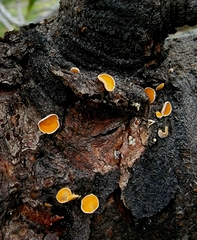 Lachnellula calyciformis