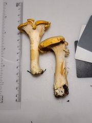 Cantharellus chicagoensis