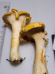 Cantharellus chicagoensis