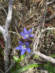 Gentiana affinis ovata
