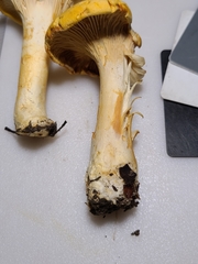 Cantharellus chicagoensis