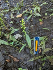 Platanthera flava flava