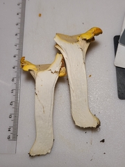 Cantharellus chicagoensis