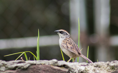 Oriturus superciliosus