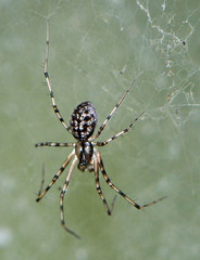 Megalepthyphantes nebulosus