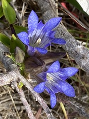 Gentiana affinis ovata