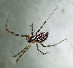 Megalepthyphantes nebulosus