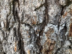 Hypogymnia metaphysodes