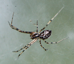 Megalepthyphantes nebulosus