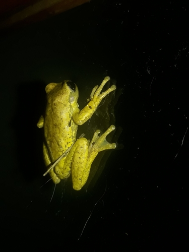 Northern Streamside Tree Frog