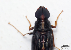 Atractocerus brasiliensis