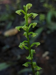 Platanthera flava flava
