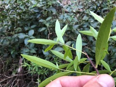 Denhamia cunninghamii