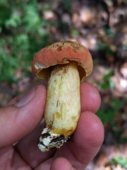 Boletus miniato-olivaceus