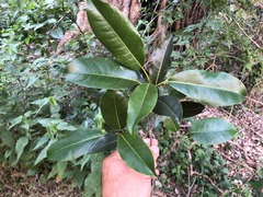 Ficus henneana