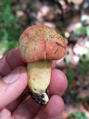 Boletus miniato-olivaceus