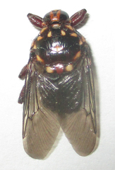 Hippobosca rufipes