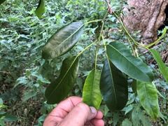 Ficus henneana
