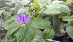 Cleome rutidosperma