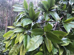 Ficus henneana