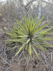 Yucca capensis