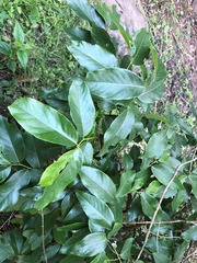 Ficus henneana