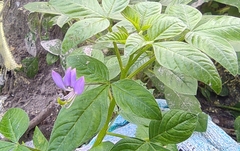 Cleome rutidosperma