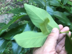 Ficus henneana